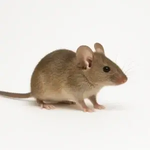 De huismuis Mus~musculus