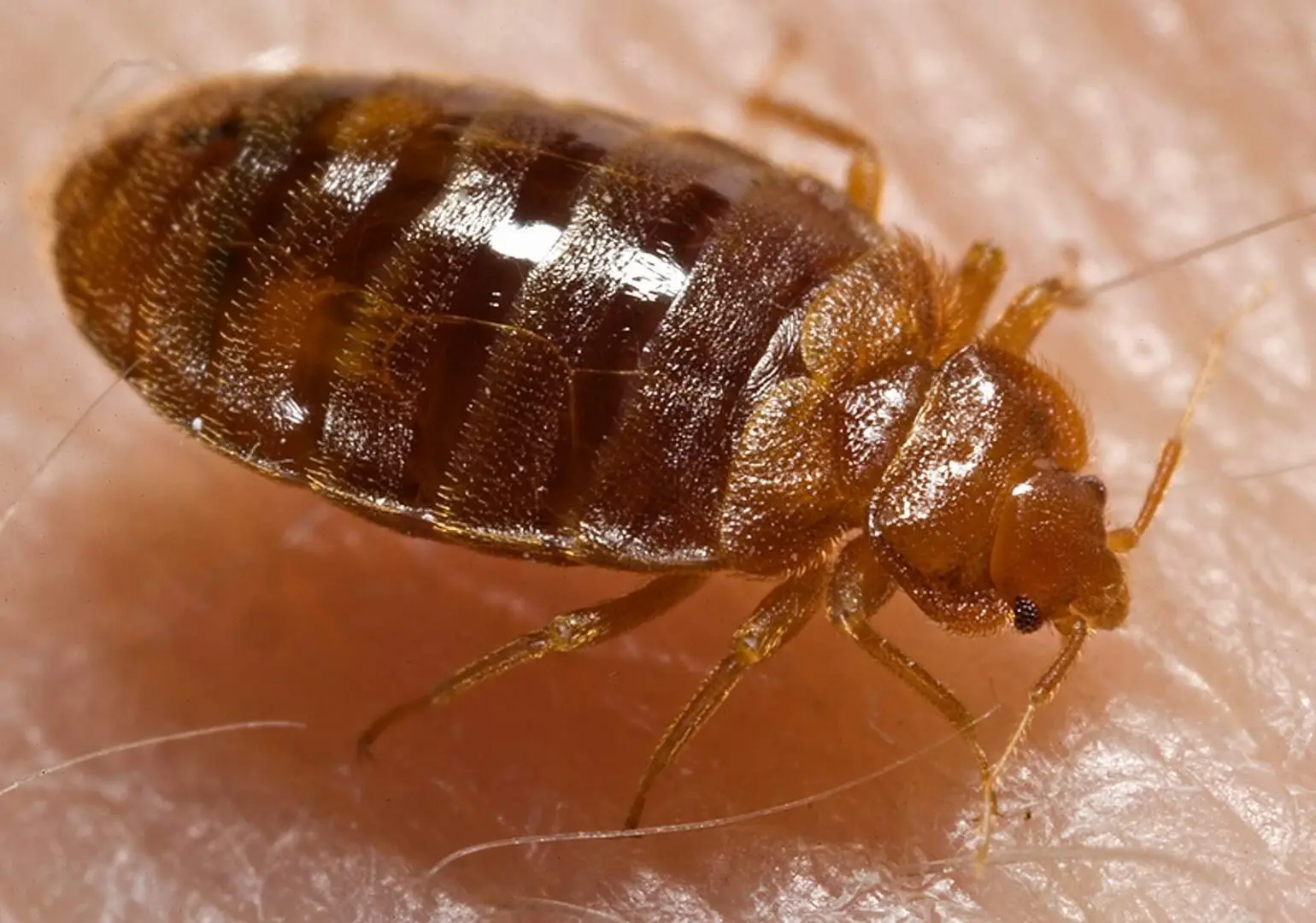 Bedwants (Cimex lectularius)