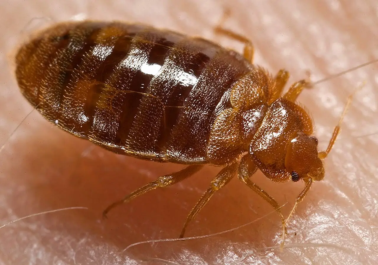Bedwants (Cimex lectularius)