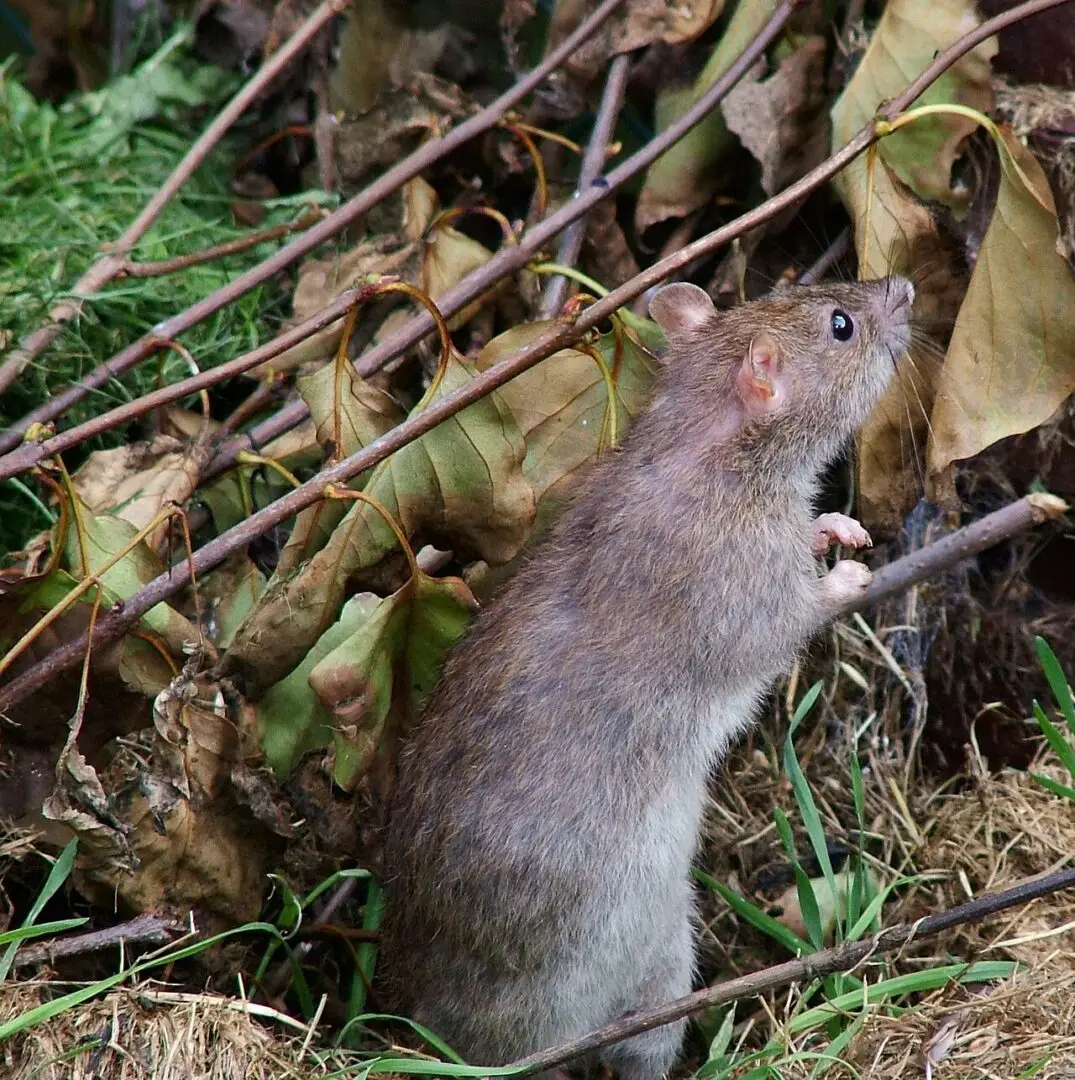 Bruine rat (Rattus norvegicus)