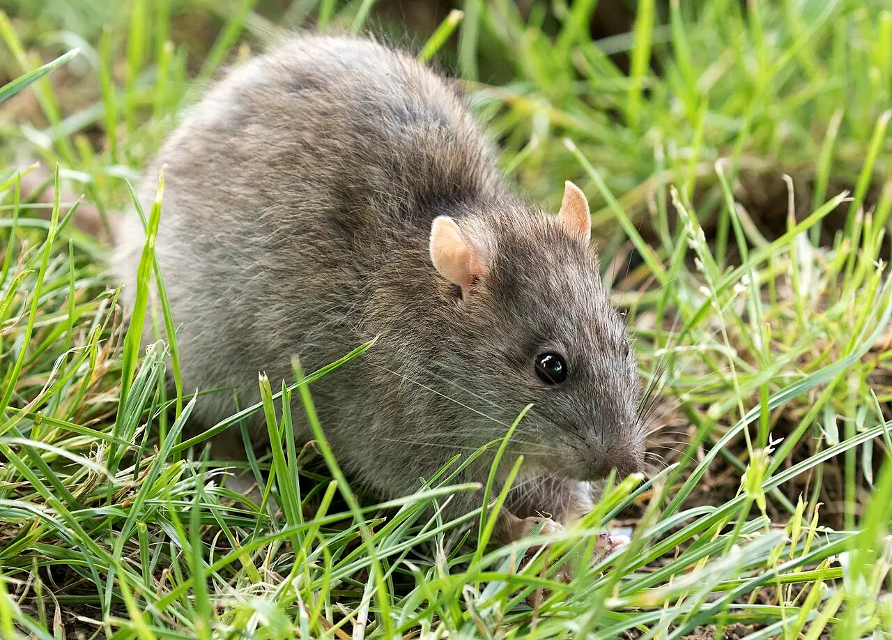 Bruine rat (Rattus norvegicus) in het gras
