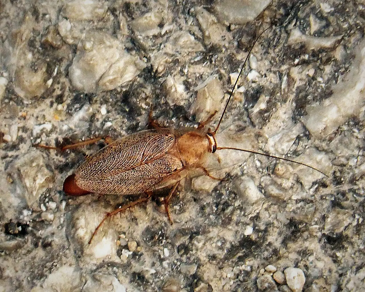 Duitse kakkerlak (Blattella germanica)