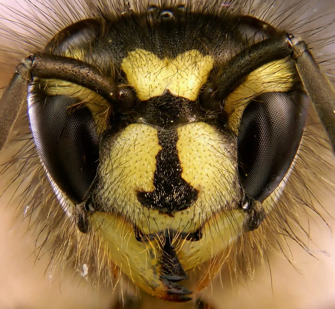 Gewone wesp (Vespula vulgaris)