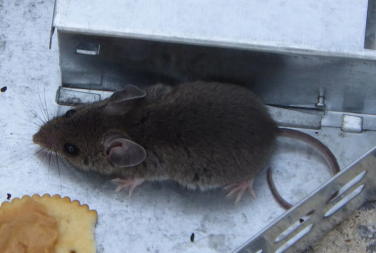 Huismuis (Mus musculus)