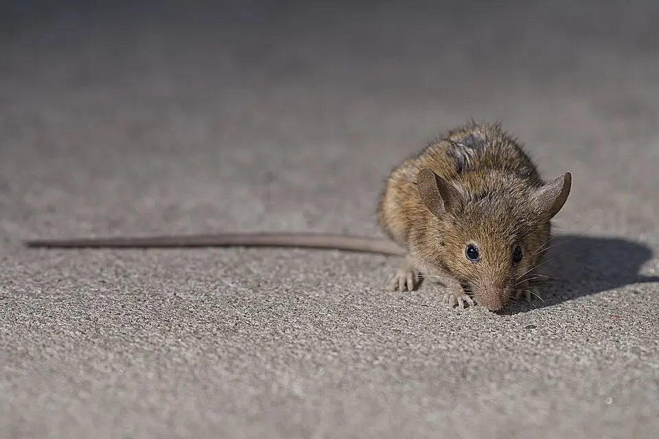 Ratten