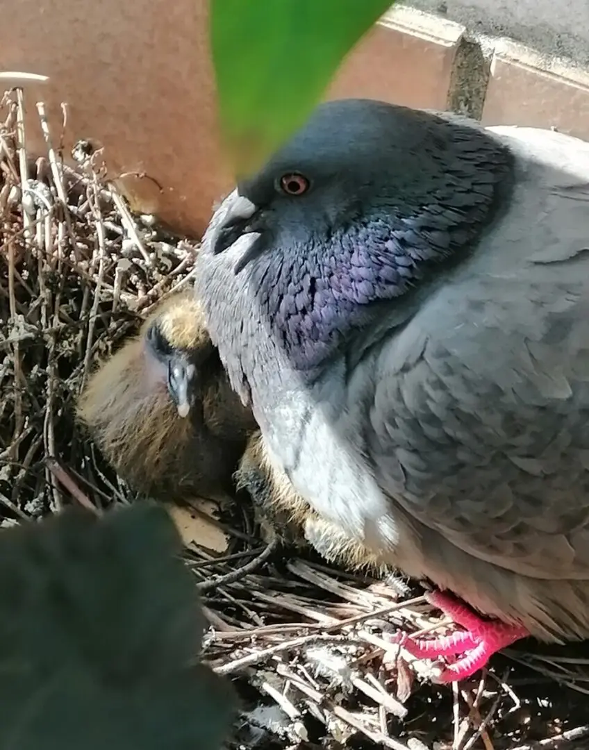 Stadsduif (Columba livia) van dichtbij