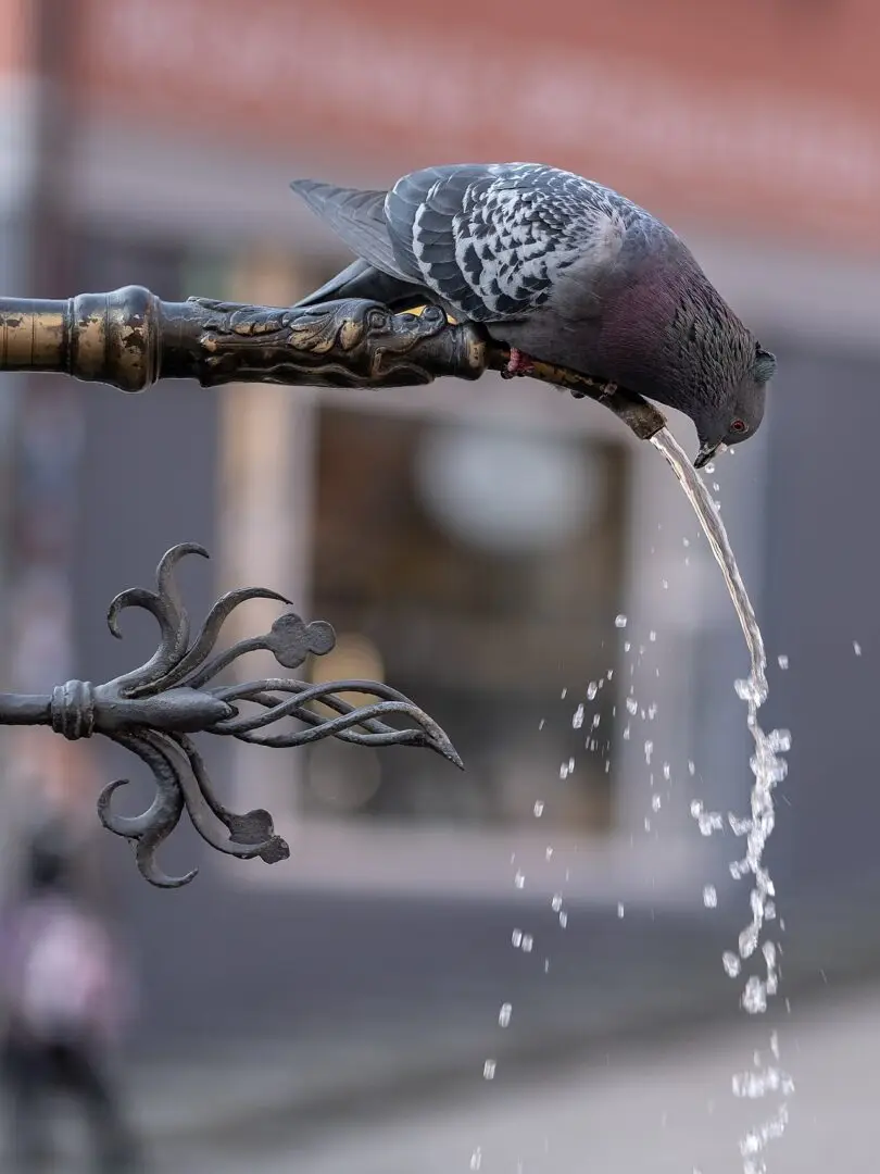 Stadsduif (Columba livia)