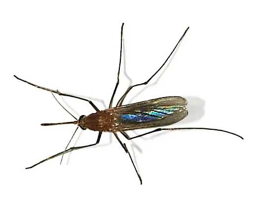 Steekmug (Culex pipiens)