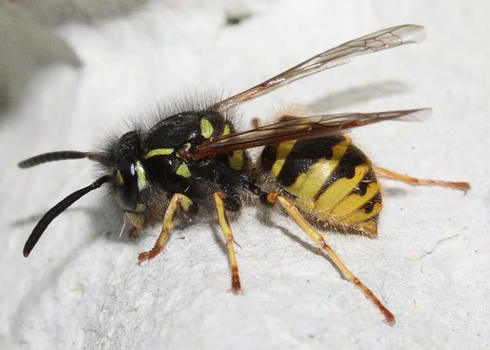 Gewone wesp (Vespula vulgaris), vrouwtje