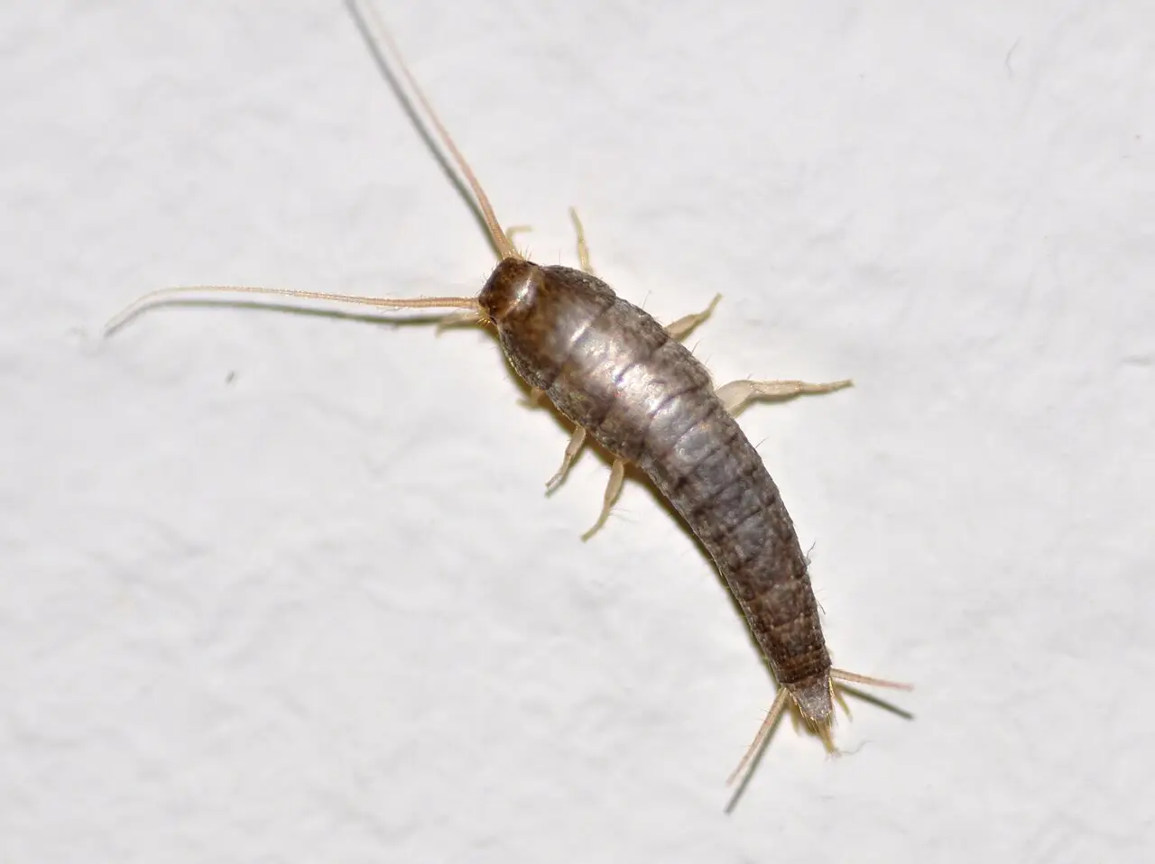 Zilvervisje (Lepisma saccharinum)