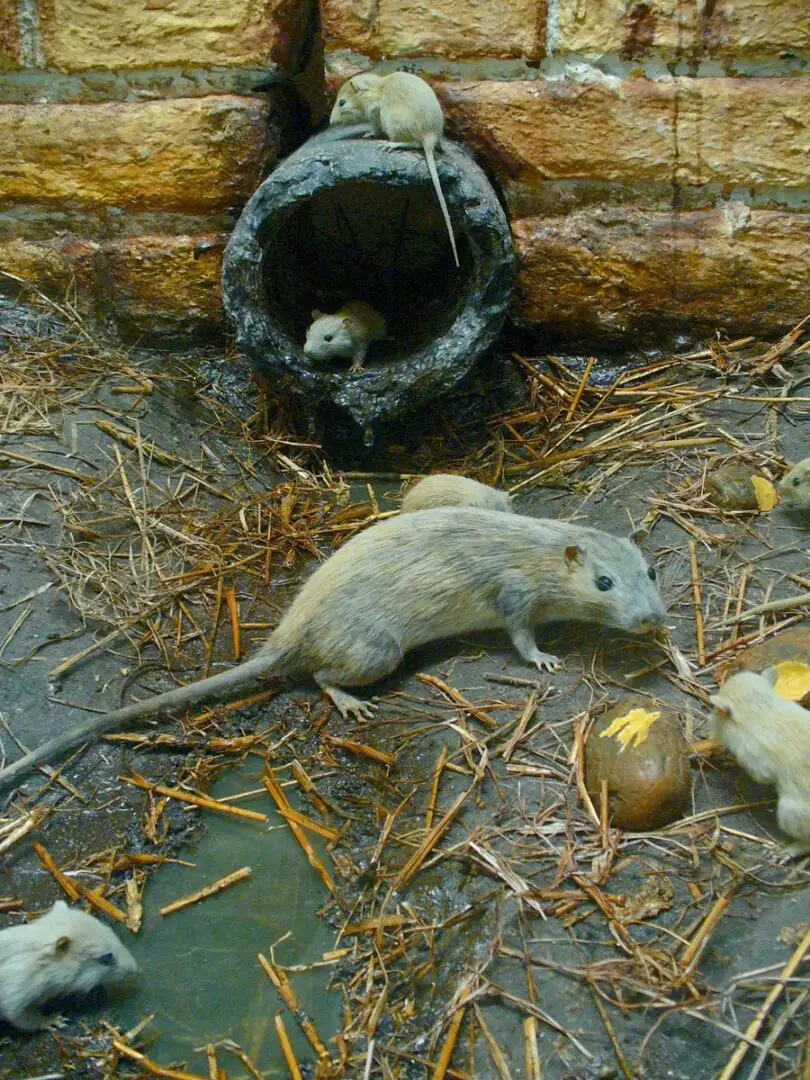 Bruine rat tussen afval
