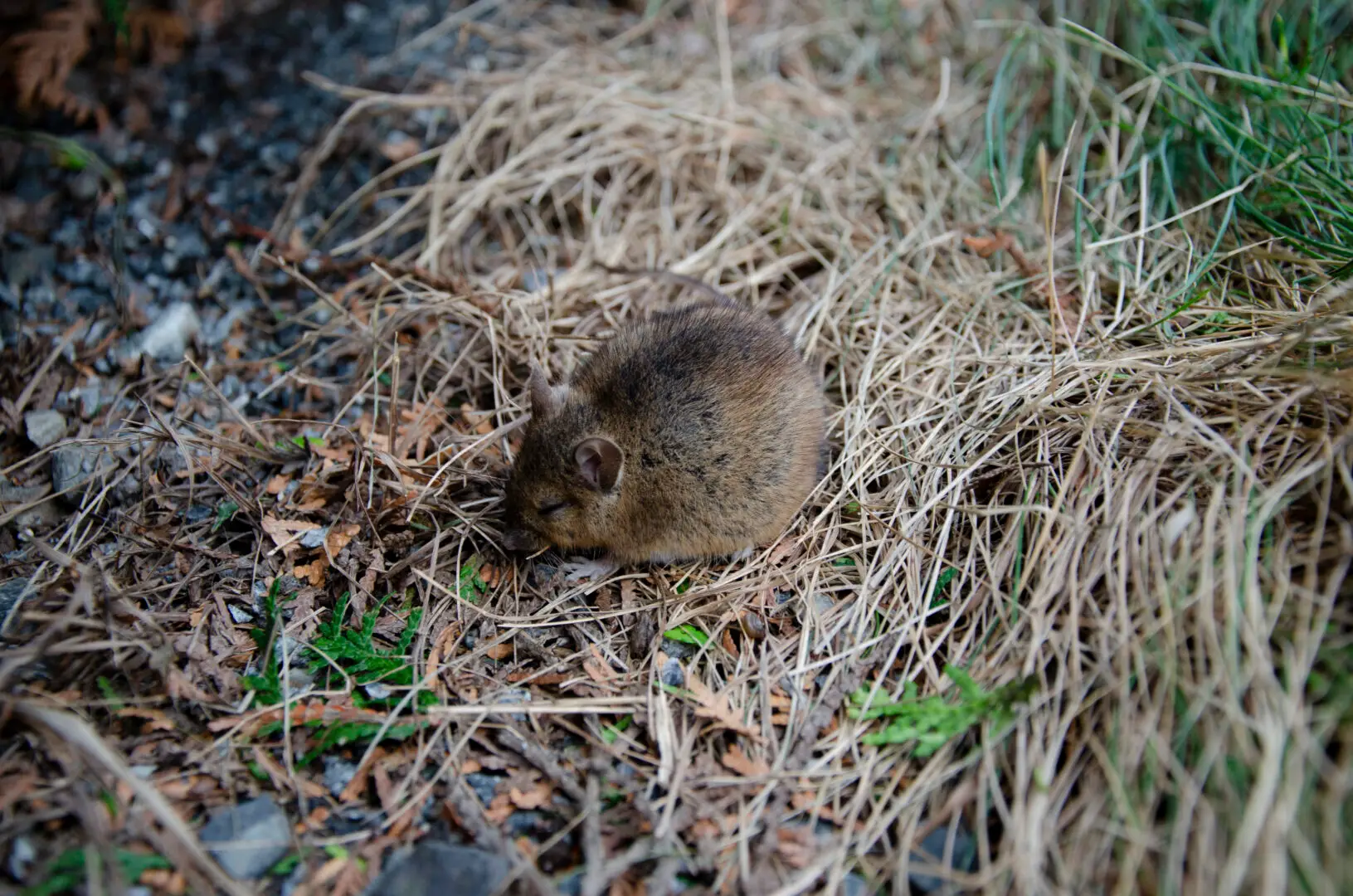 Bruine rat (Rattus norvegicus) buiten