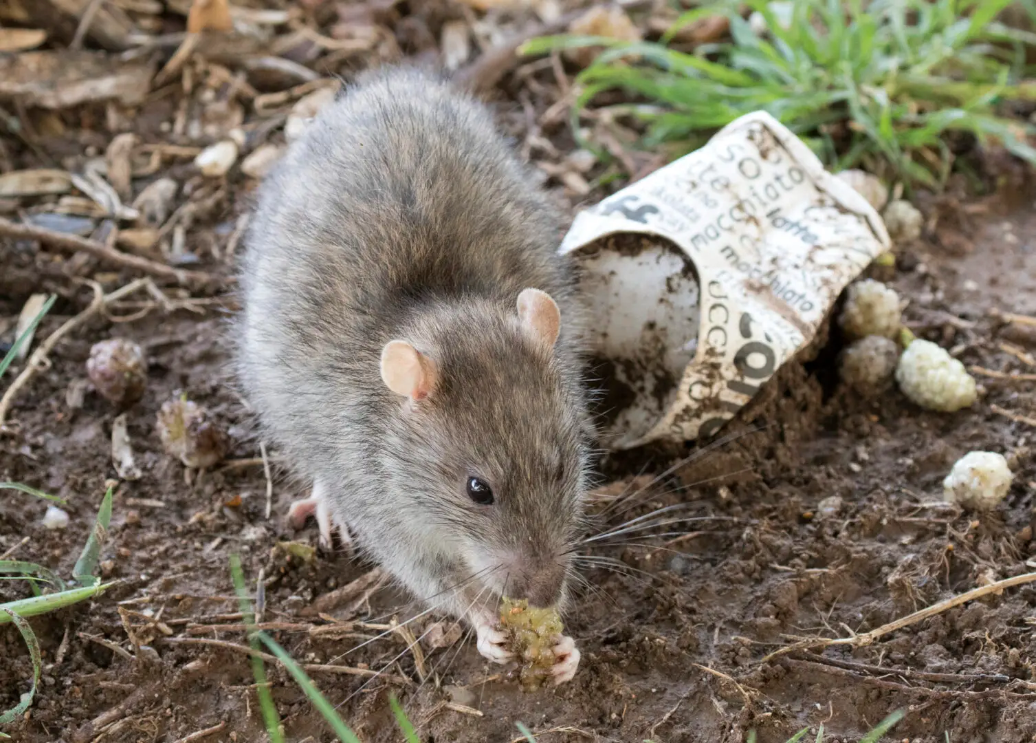 Bruine rat buiten bij een tuin, kenmerkend voor rattenoverlast op particulier terrein