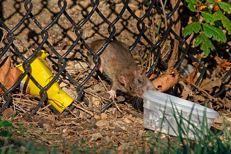 Bruine rat bij een weggegooid voedselbakje