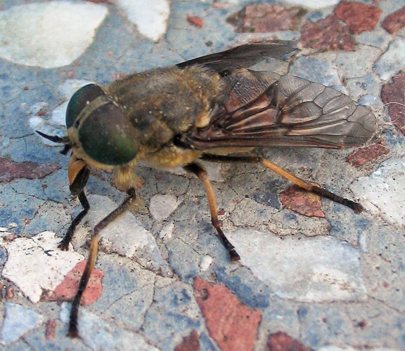 Daas (Tabanus bromius) op een blad