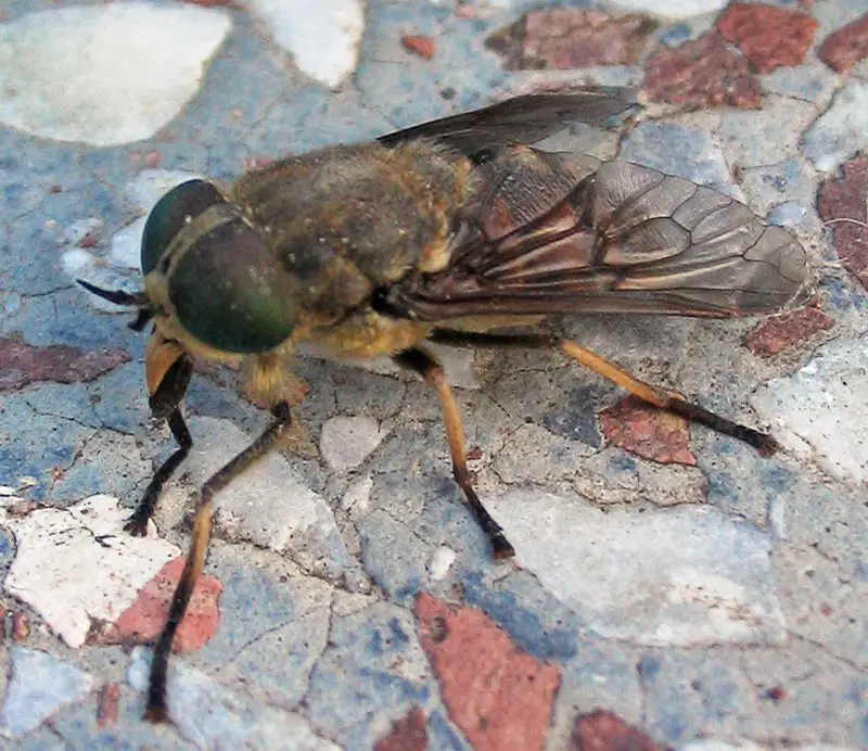 Daas (Tabanus bromius) op een blad