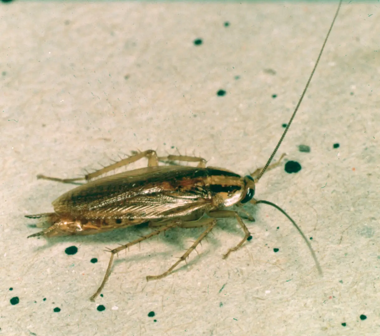 Duitse kakkerlak (Blattella germanica) van dichtbij