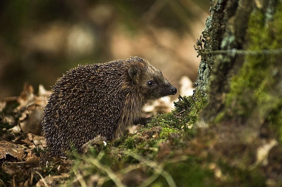 Egel in het gras. Uit onderzoek blijkt dat 84 procent van de onderzochte egels resten van rattengif of muizengif in het lichaam had.