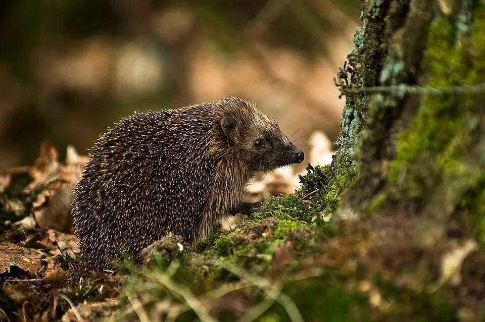 Egel in het gras. Uit onderzoek blijkt dat 84 procent van de onderzochte egels resten van rattengif of muizengif in het lichaam had.