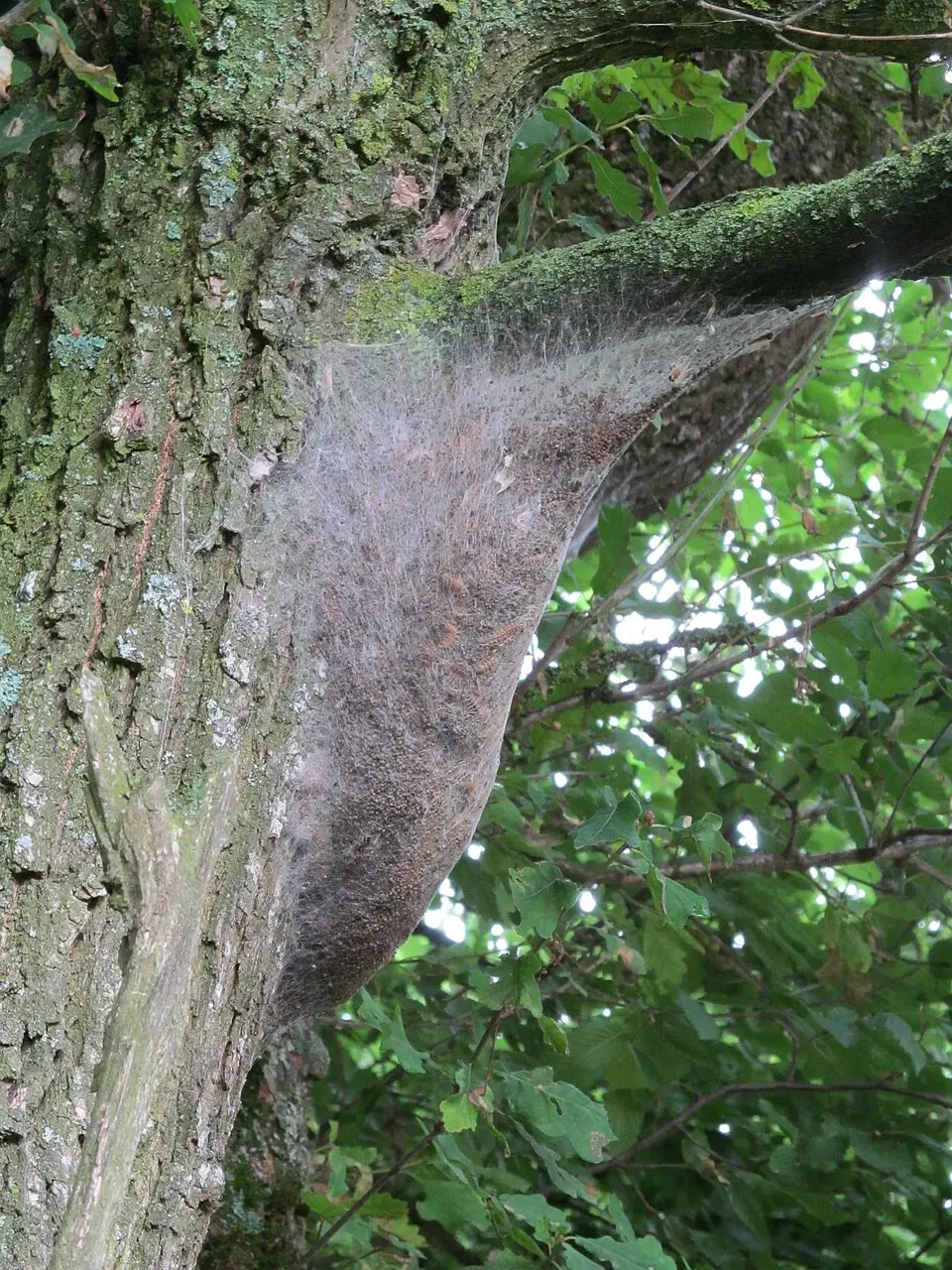Nest van de eikenprocessierups op de stam van een eik, met rupsen op en rond het spinsel.