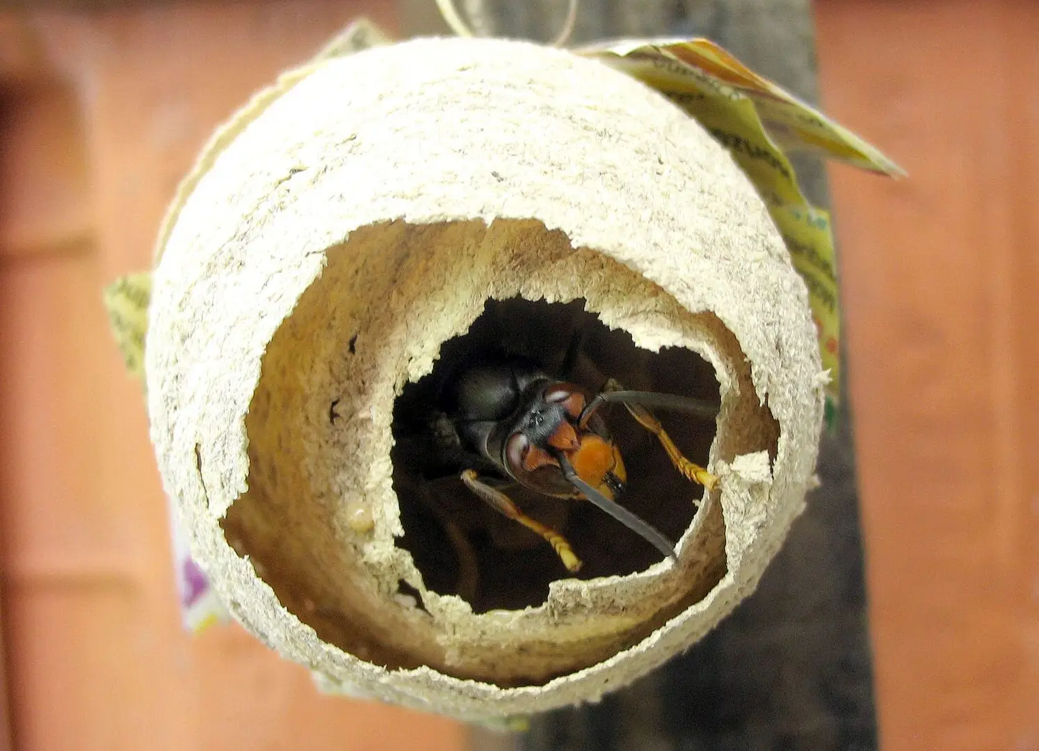 Beginnend nest van de geelpoothoornaar (Vespa velutina)