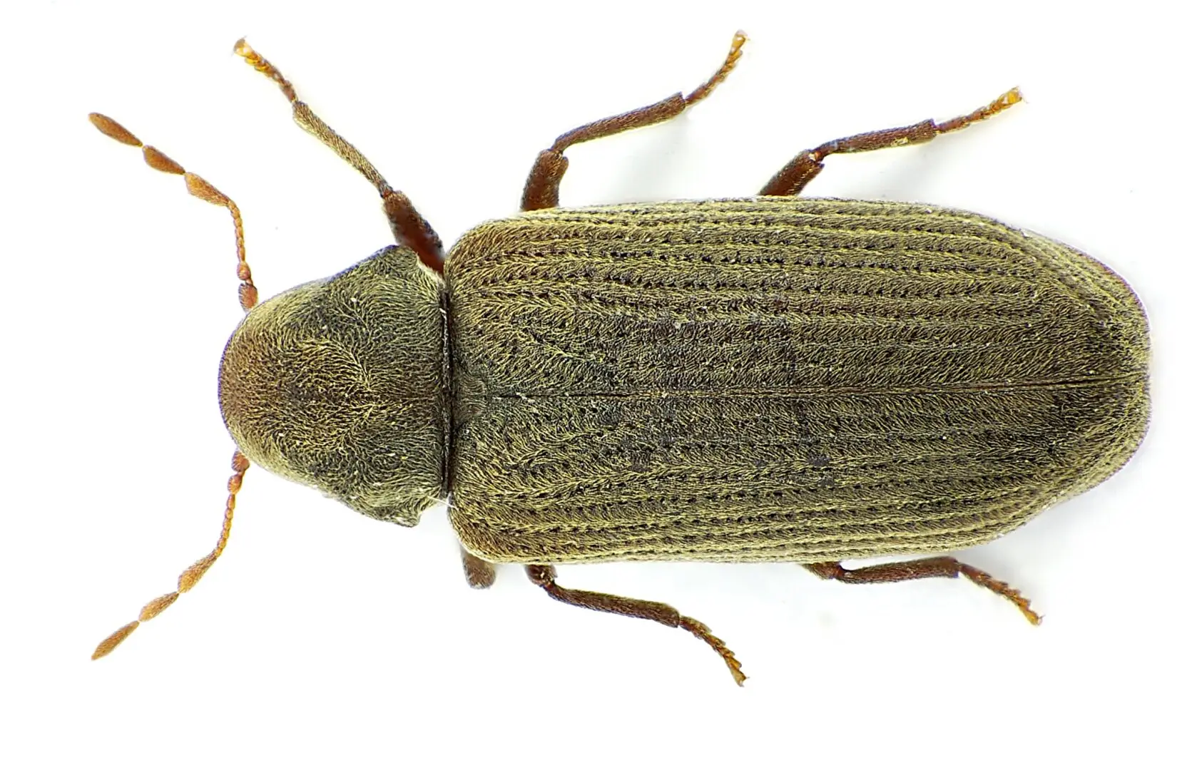 Gewone houtworm (Anobium punctatum) van bovenaf