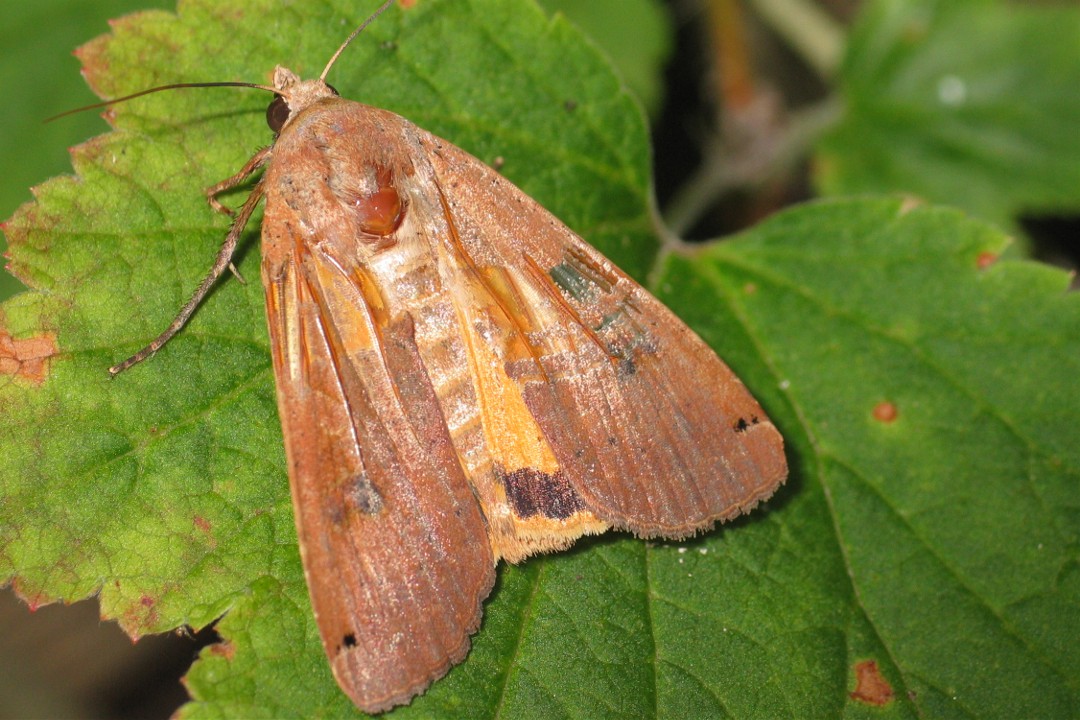 Huismoeder (Noctua pronuba), een grote bruine nachtvlinder met oranje achtervleugels