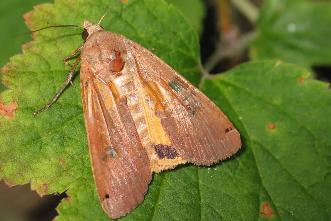 Huismoeder (Noctua pronuba), grote nachtvlinder