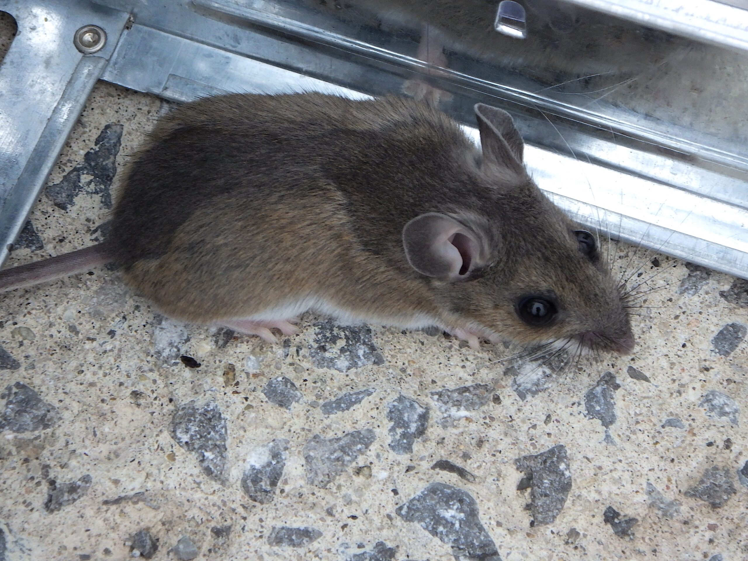 Huismuis (Mus musculus) bij een vangkooi