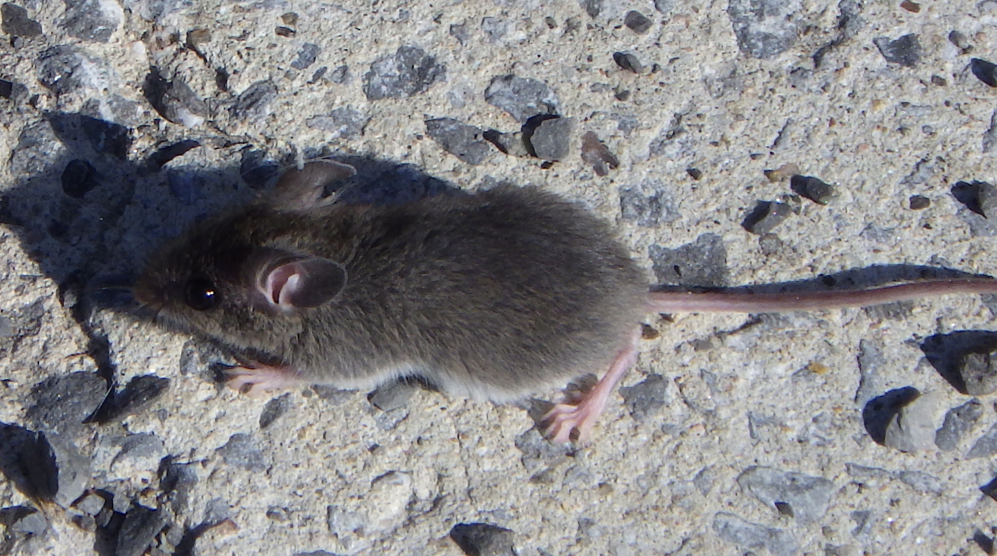 Huismuis (Mus musculus) van dichtbij