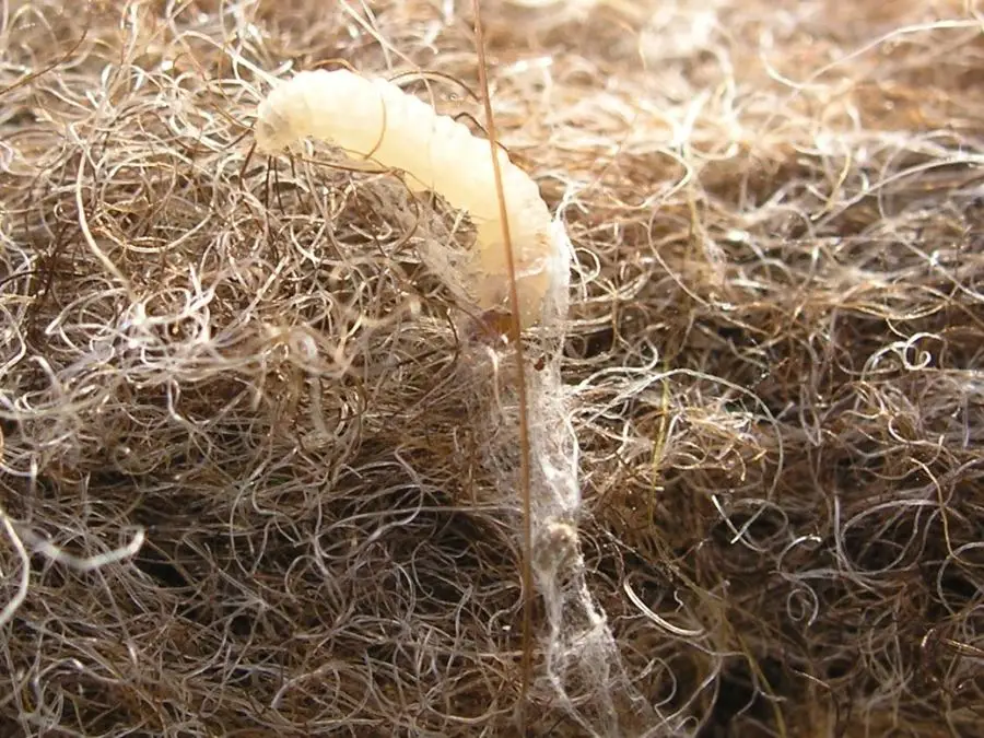 Kleermot (Tineola bisselliella)