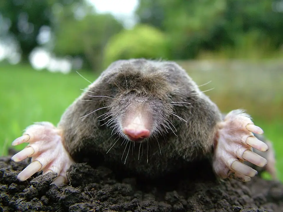 Mol (Talpa europaea) van dichtbij in de aarde