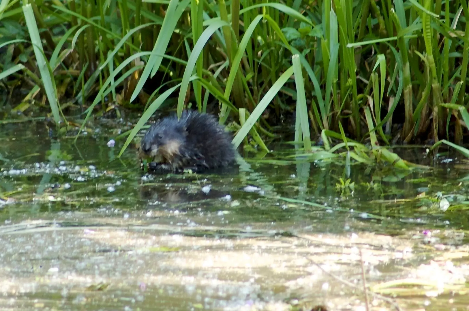 Muskusrat (Ondatra zibethicus) aan de waterkant