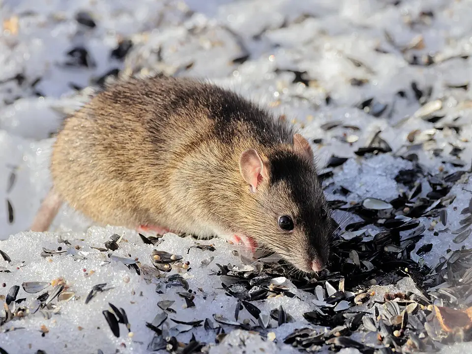 Bruine rat (Rattus norvegicus) buiten in het gras