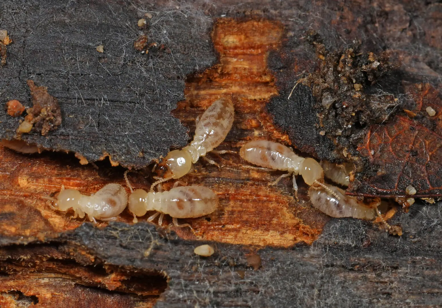Termiet (Reticulitermes flavipes) op witte ondergrond