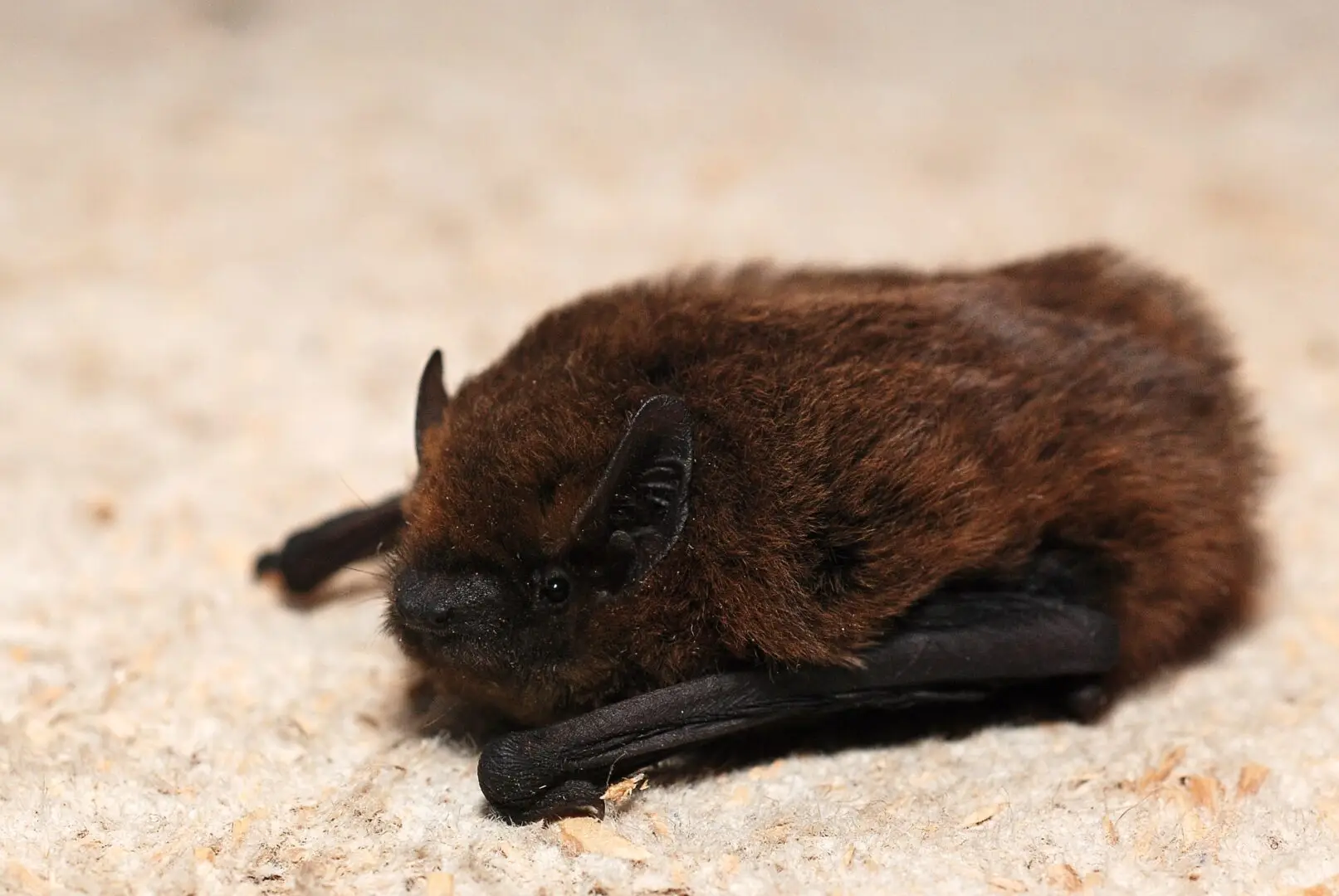Gewone dwergvleermuis (Pipistrellus pipistrellus)
