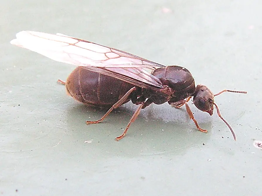 Vliegende mier: koningin van de zwarte wegmier (Lasius niger) met vleugels tijdens de bruidsvlucht