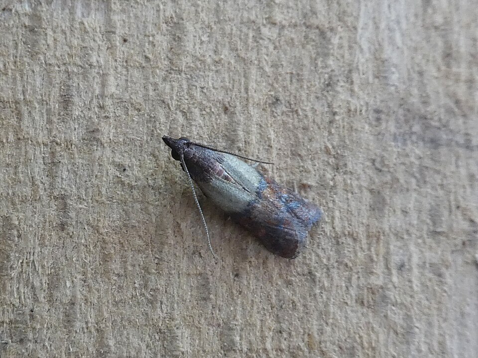 Voedselmot (Plodia interpunctella) op een oppervlak