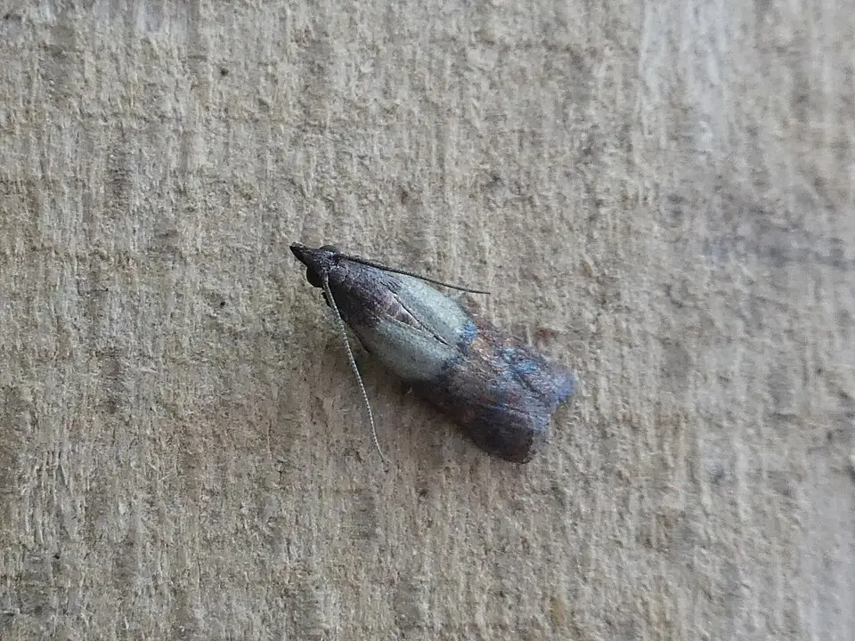 Voedselmot (Plodia interpunctella) op een oppervlak