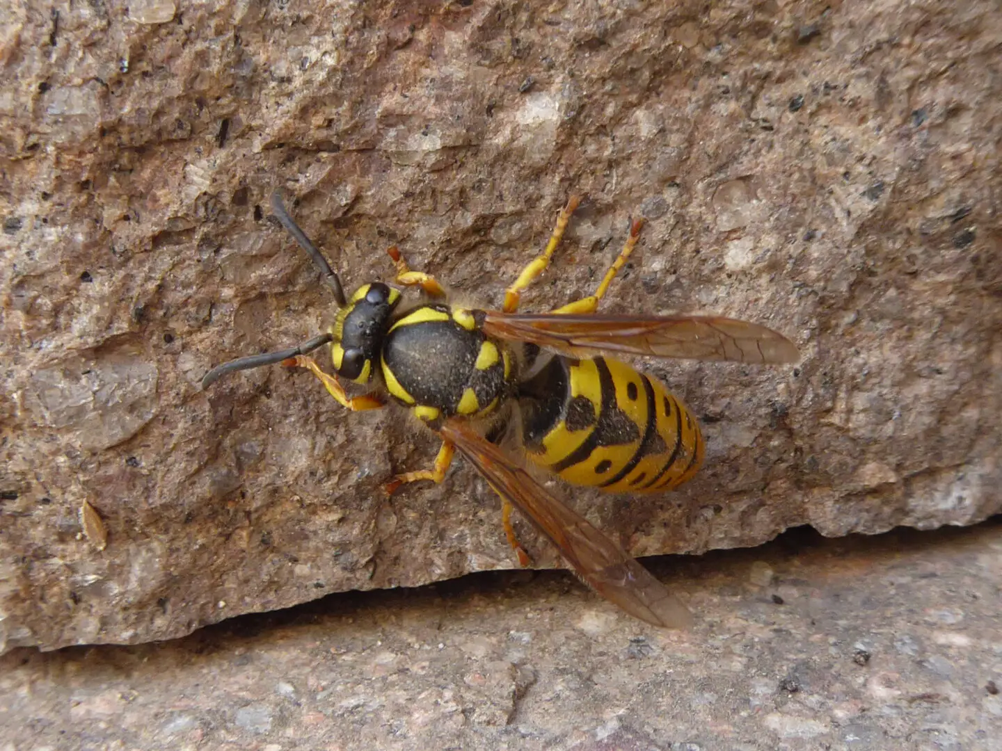 Koningin van de Duitse wesp (Vespula germanica) van dichtbij