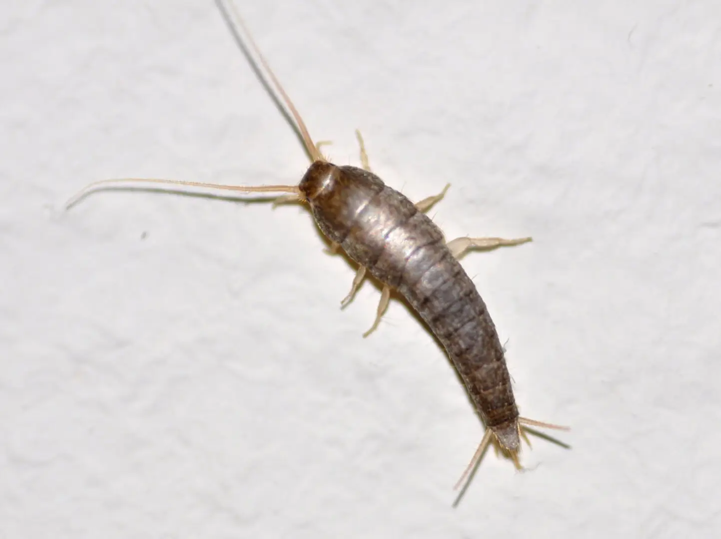 Zilvervisje (Lepisma saccharina)