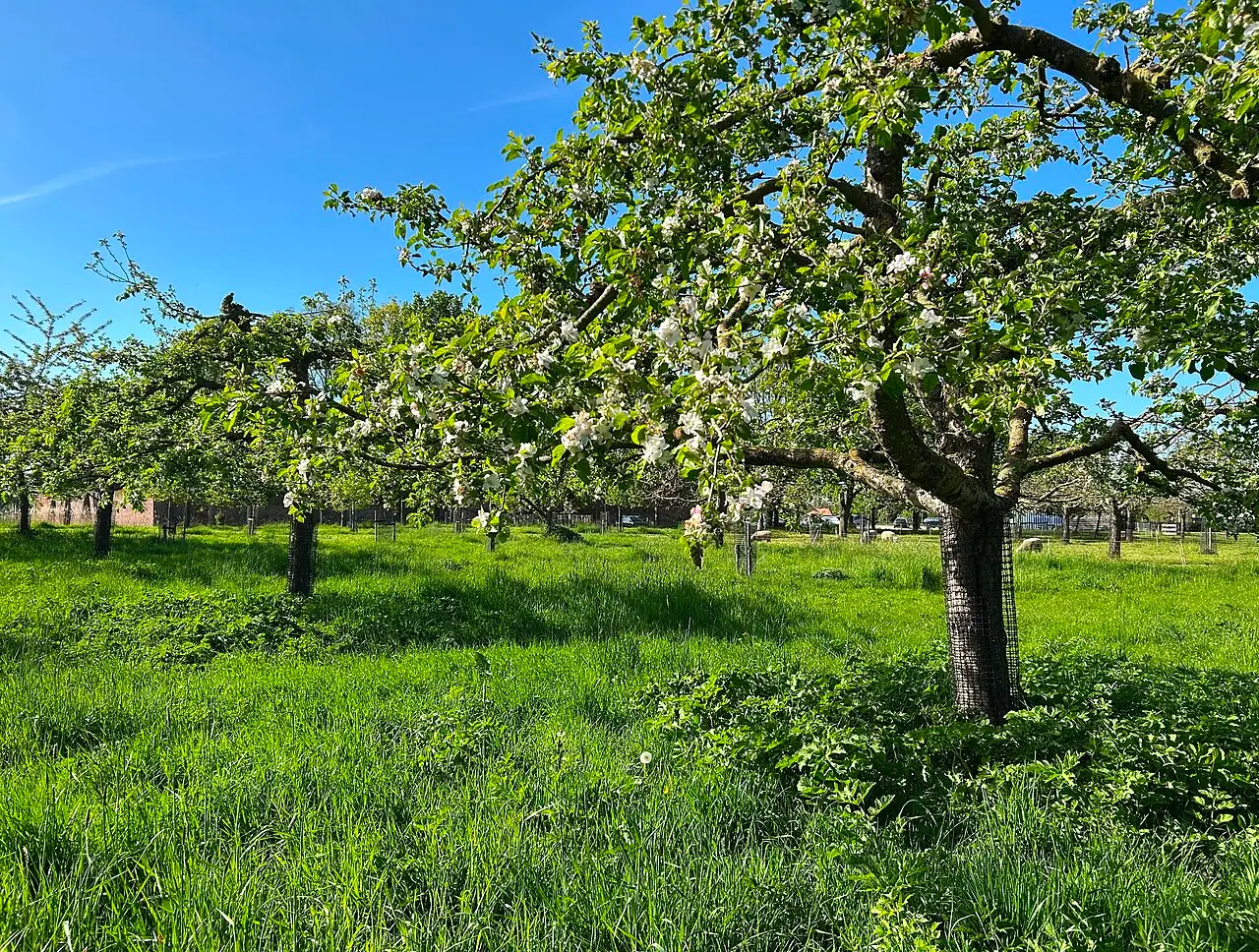 Appelboomgaard met jonge bomen en boombeschermers
