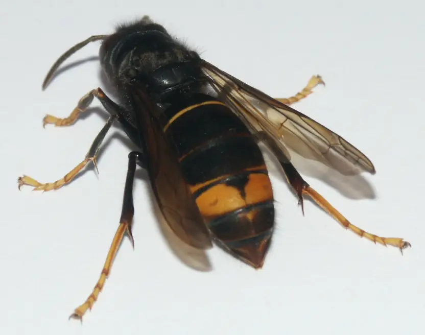 Aziatische hoornaar (Vespa velutina)