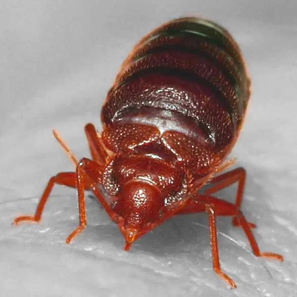 Bedwants (Cimex lectularius) van dichtbij op een ondergrond