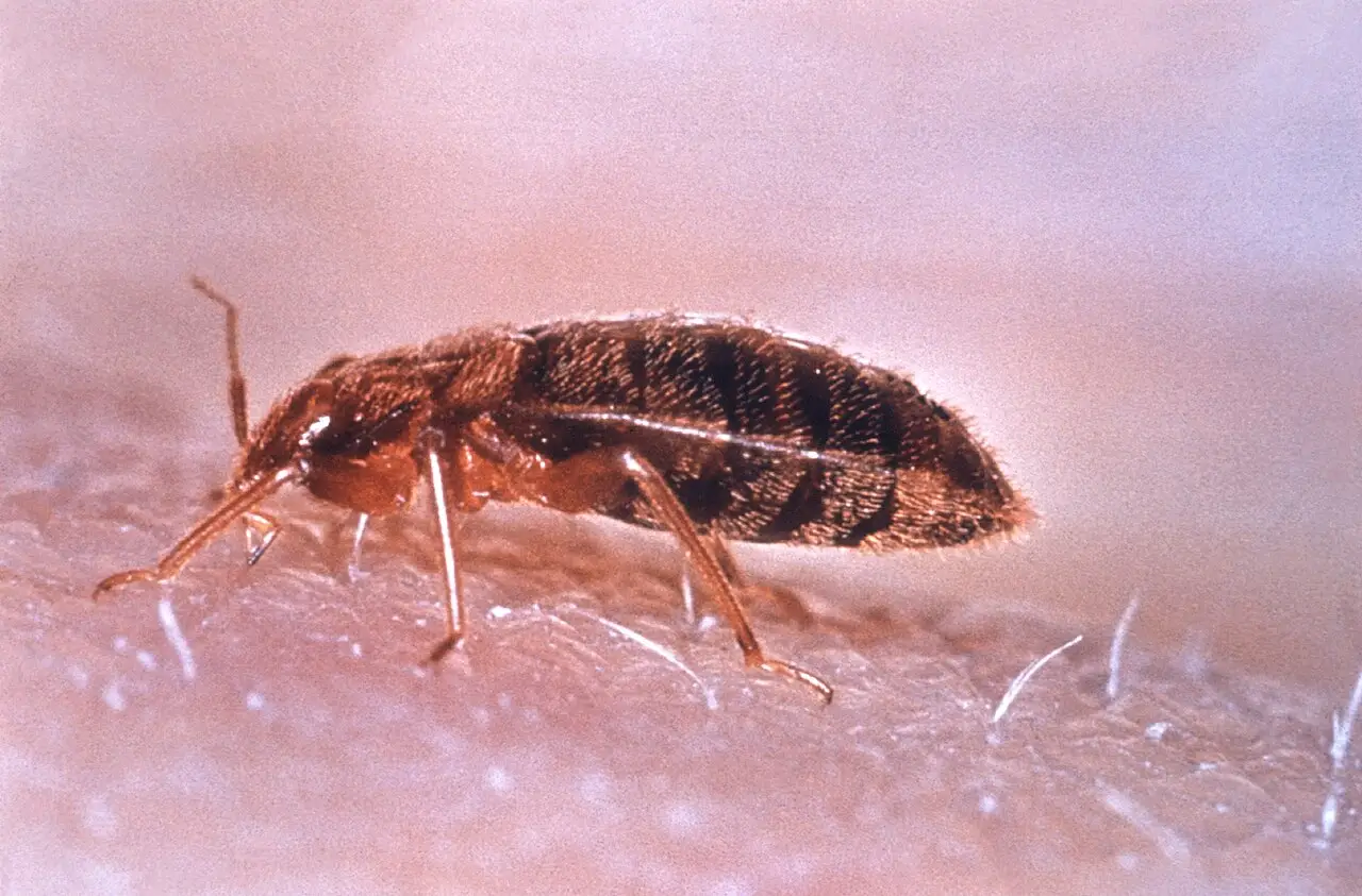 Bedwants (Cimex lectularius)