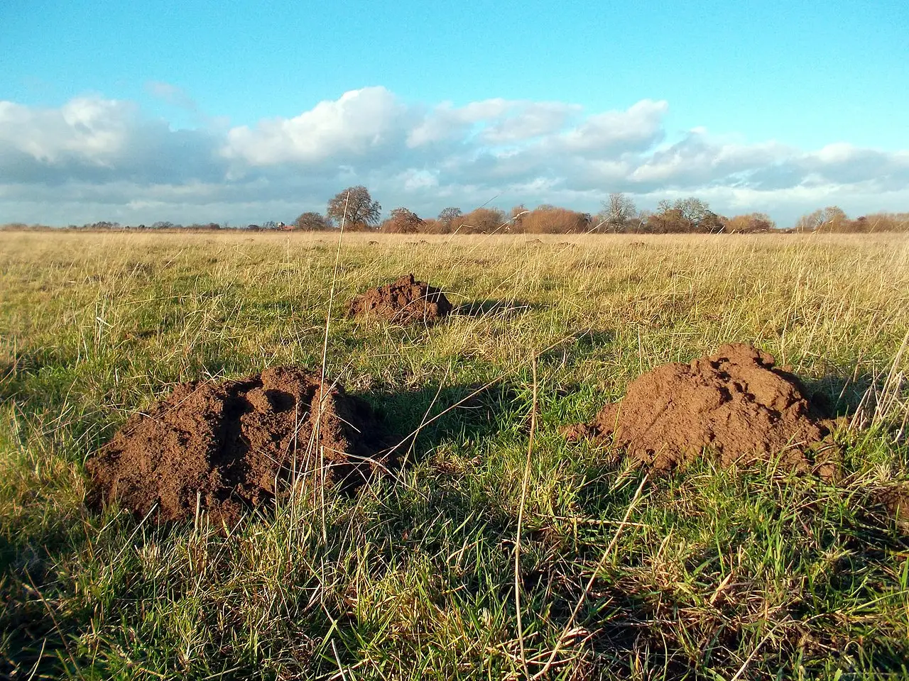 Molshopen in een weiland met gras