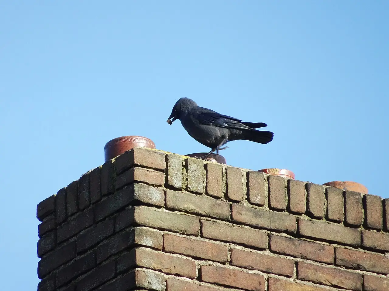Kauw zit op een schoorsteen op een dak in Nederland