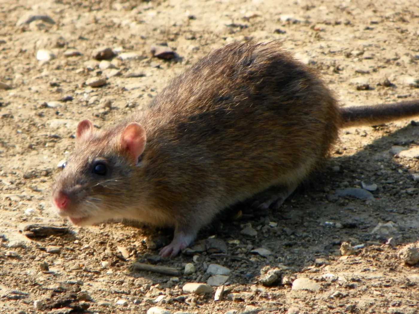 Bruine rat aan de waterkant