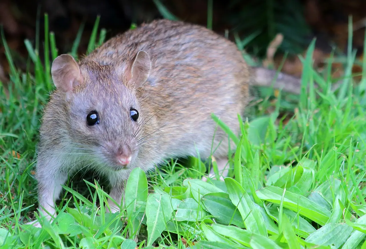 Bruine rat komt vanuit dekking tevoorschijn om voedsel te pakken