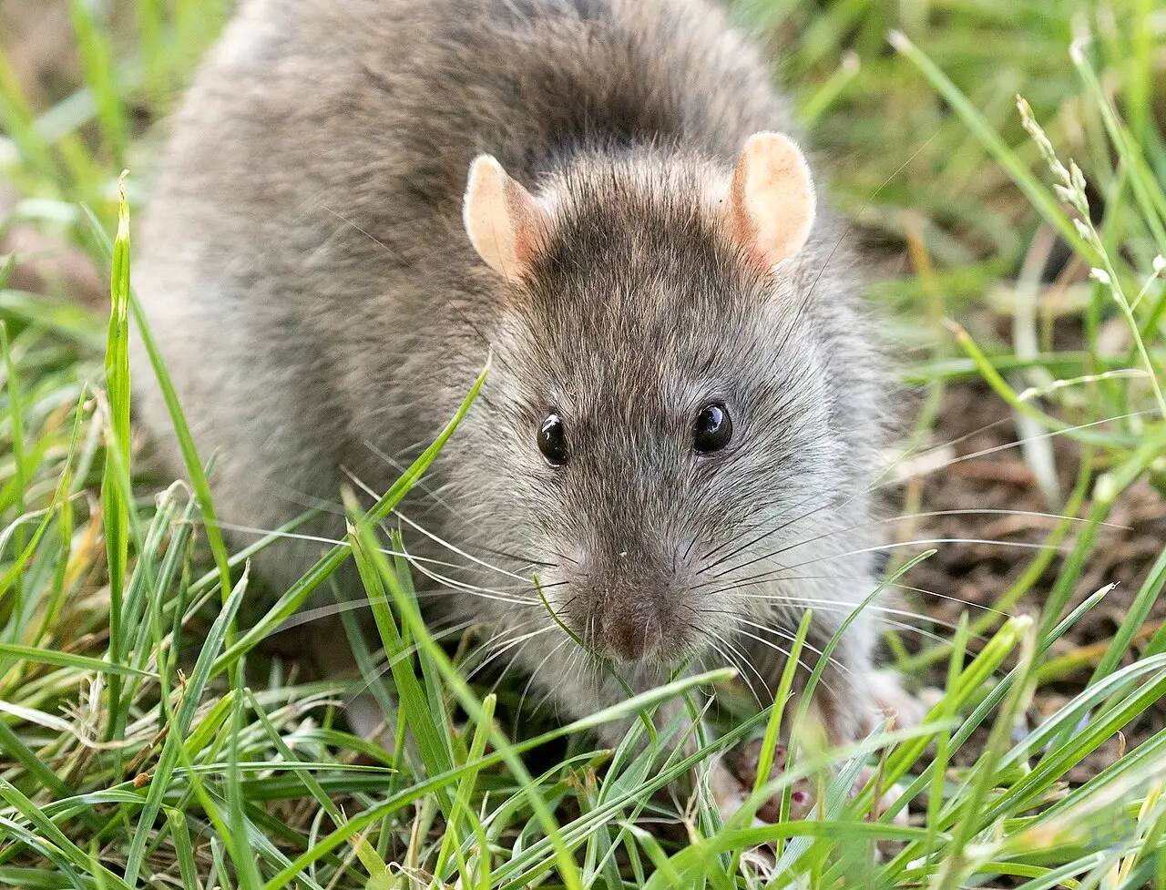 Bruine rat (Rattus norvegicus) op de grond bij een gebouw